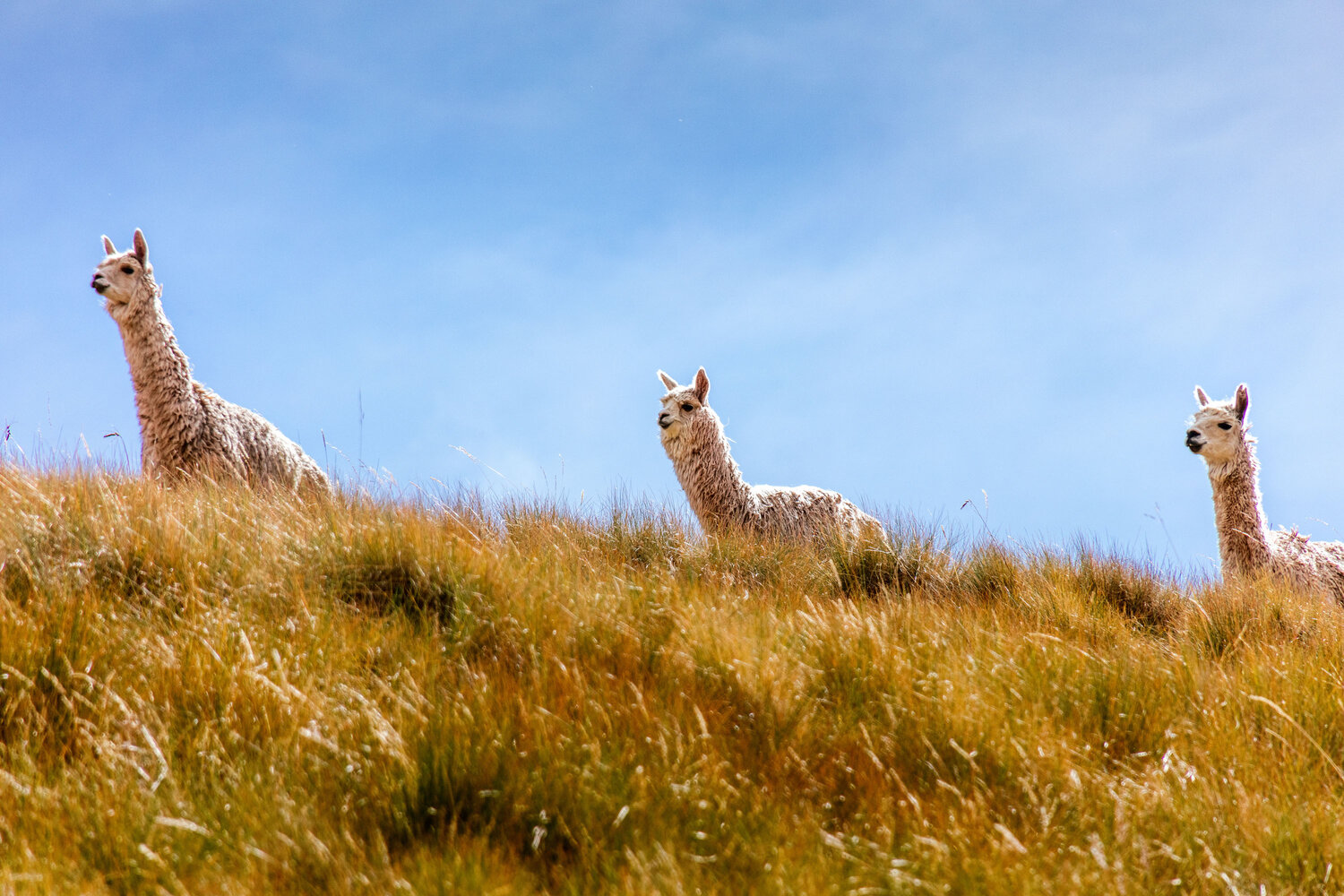 alpaca trek