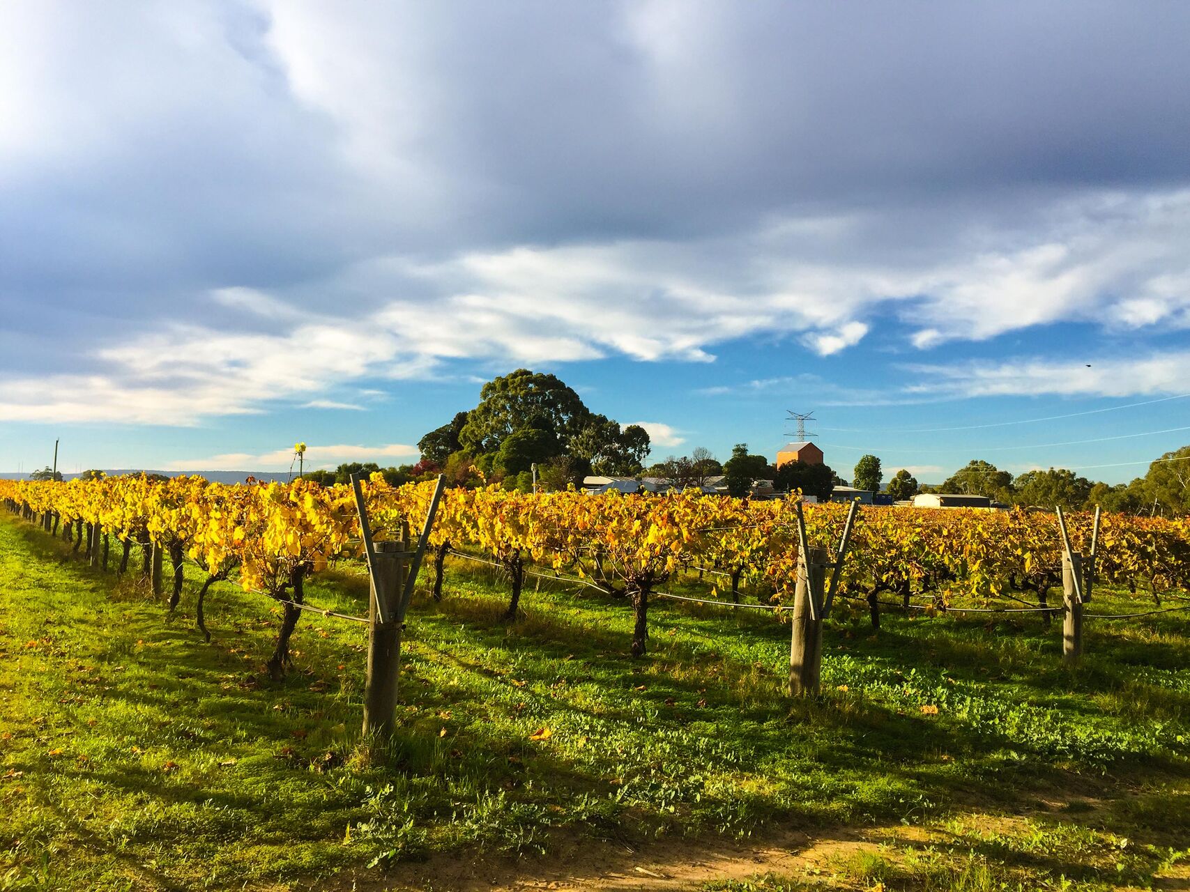 Swan Valley Winery