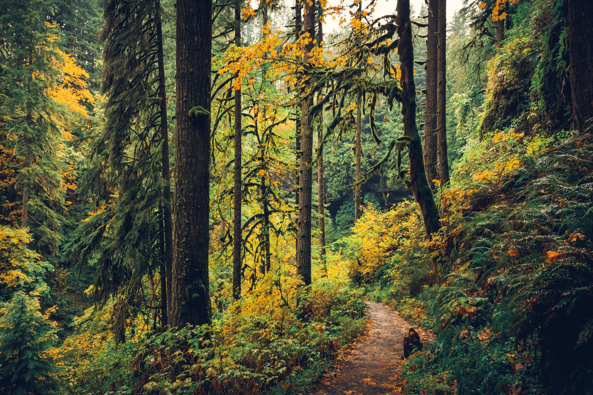 oregon fall