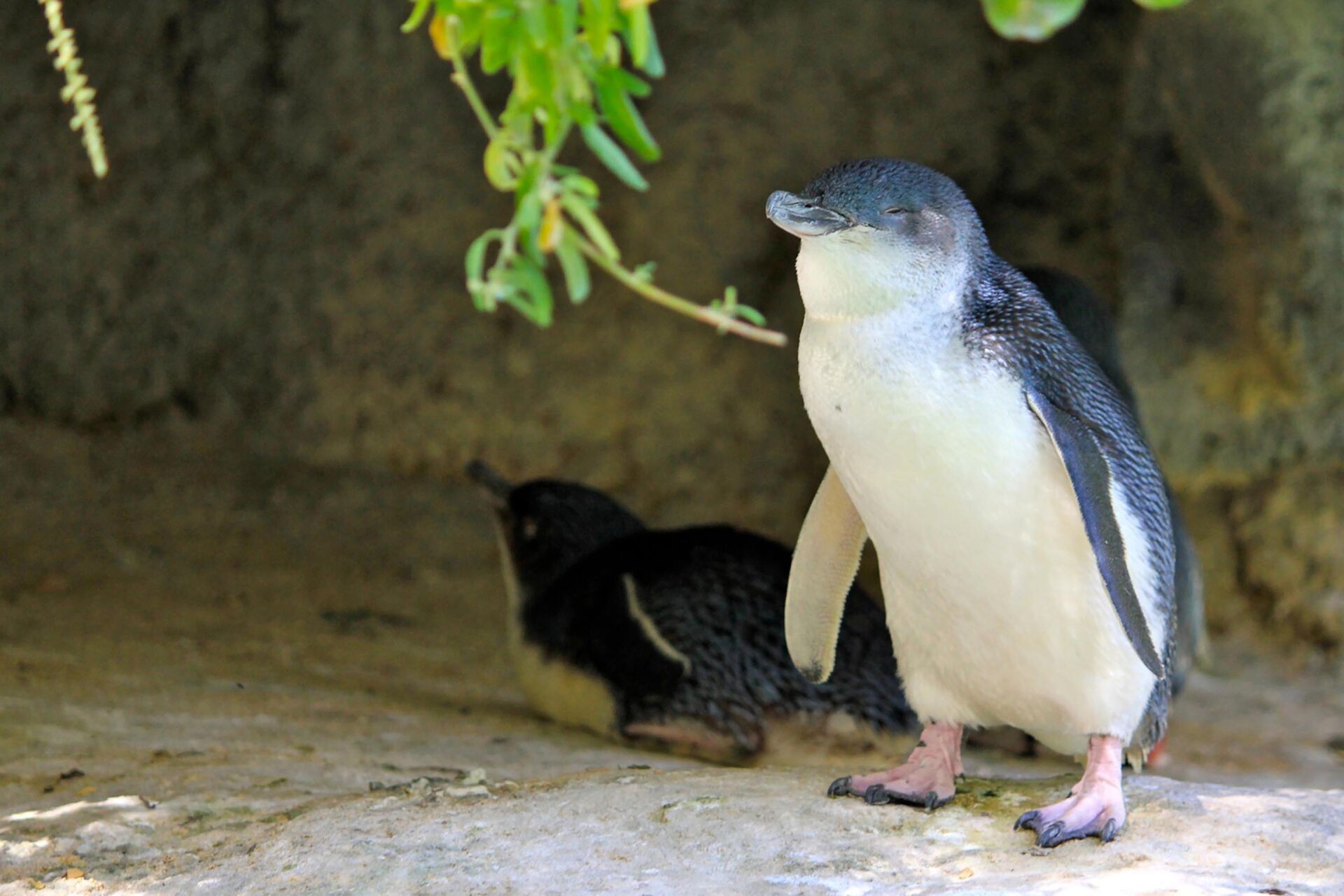 Perth Zoo