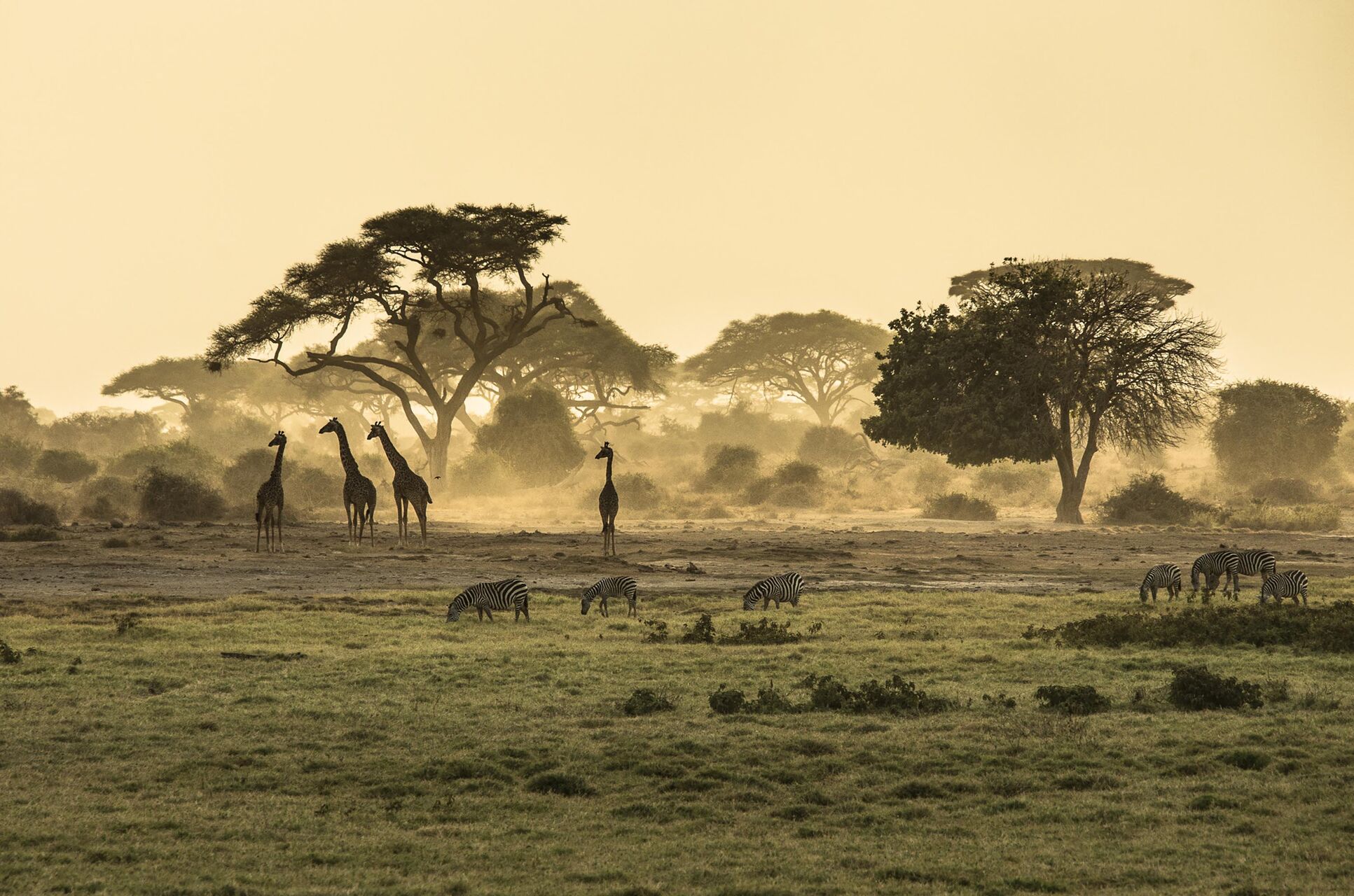 South Luangwa National Park