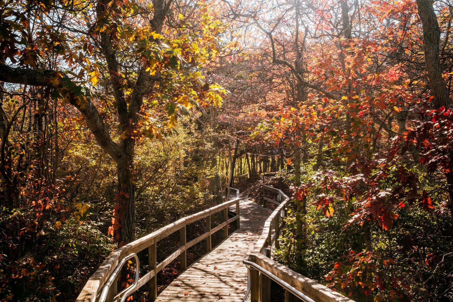 Leaf Peeping