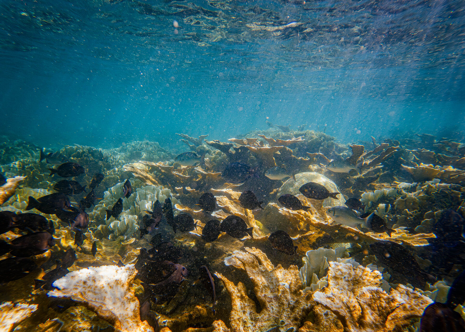 Snorkeling at Isla Zapatillas