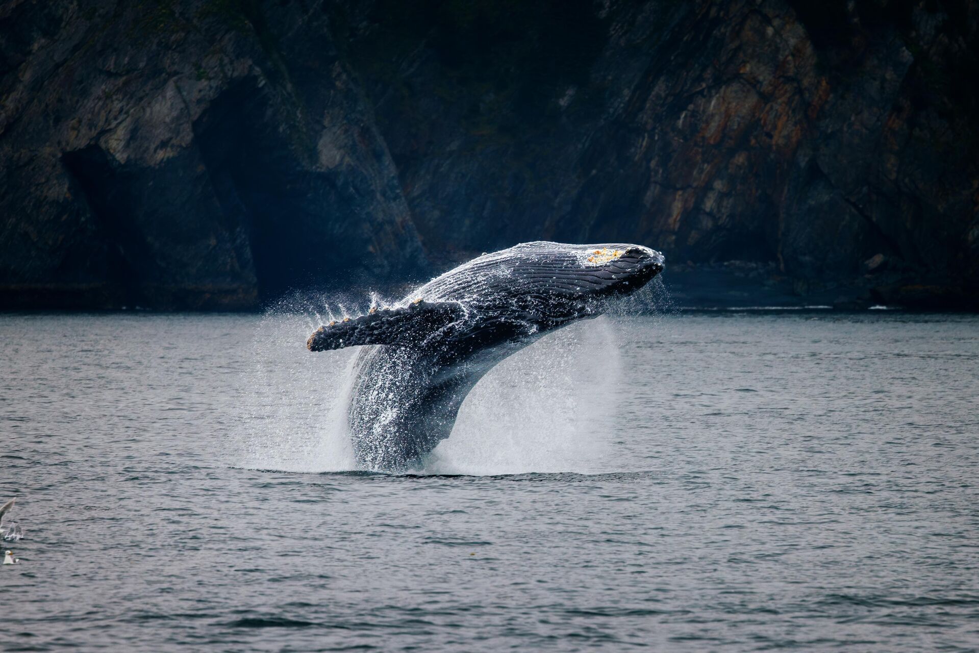 Humpback Whale Breach Alaska
