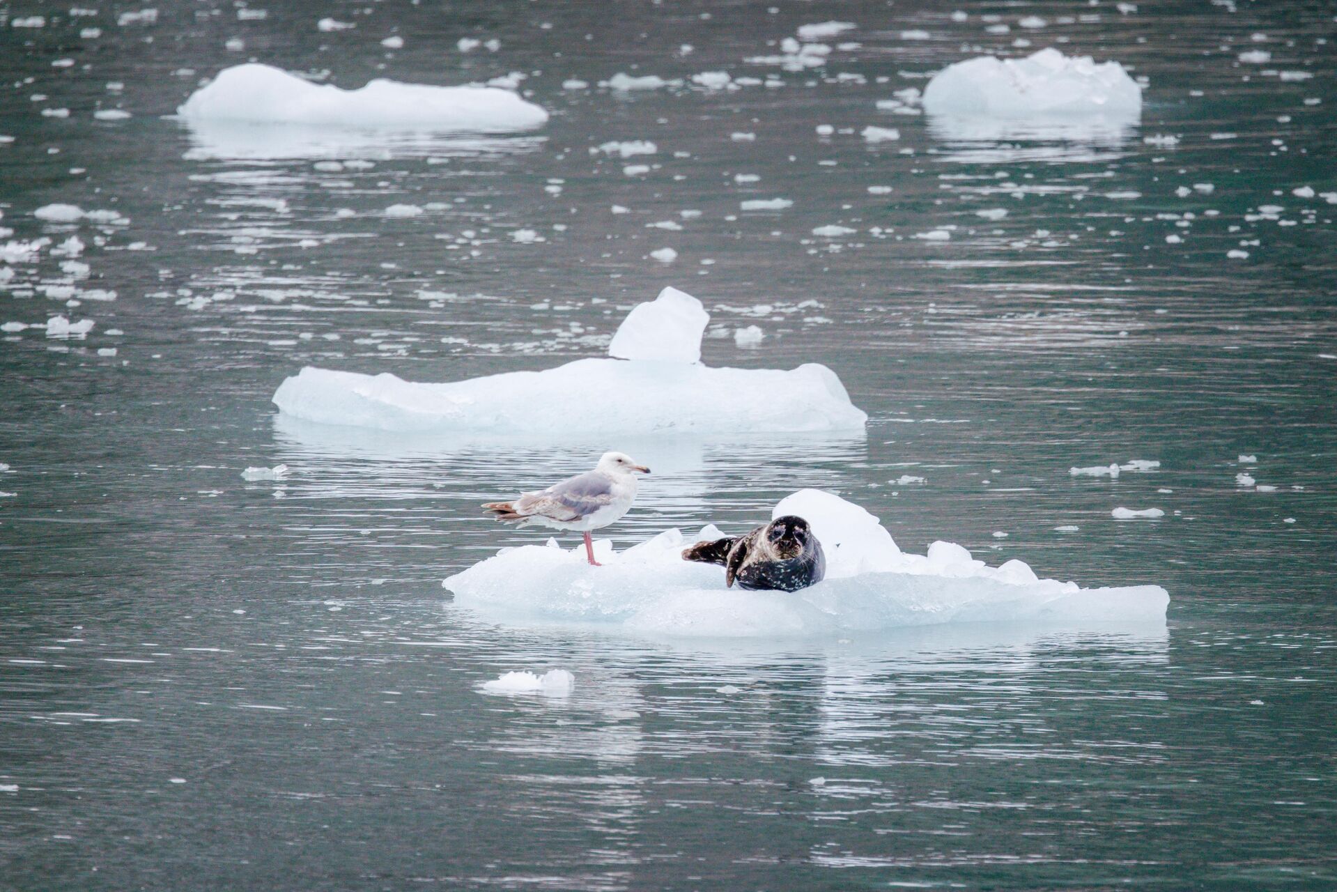 Kenai Fjords Alaska