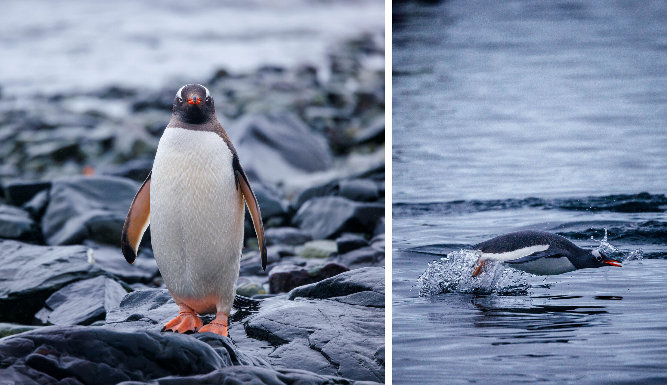 Mikkelsen Harbor gentoo Penguins
