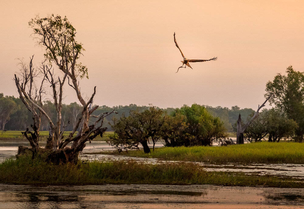 kakadu
