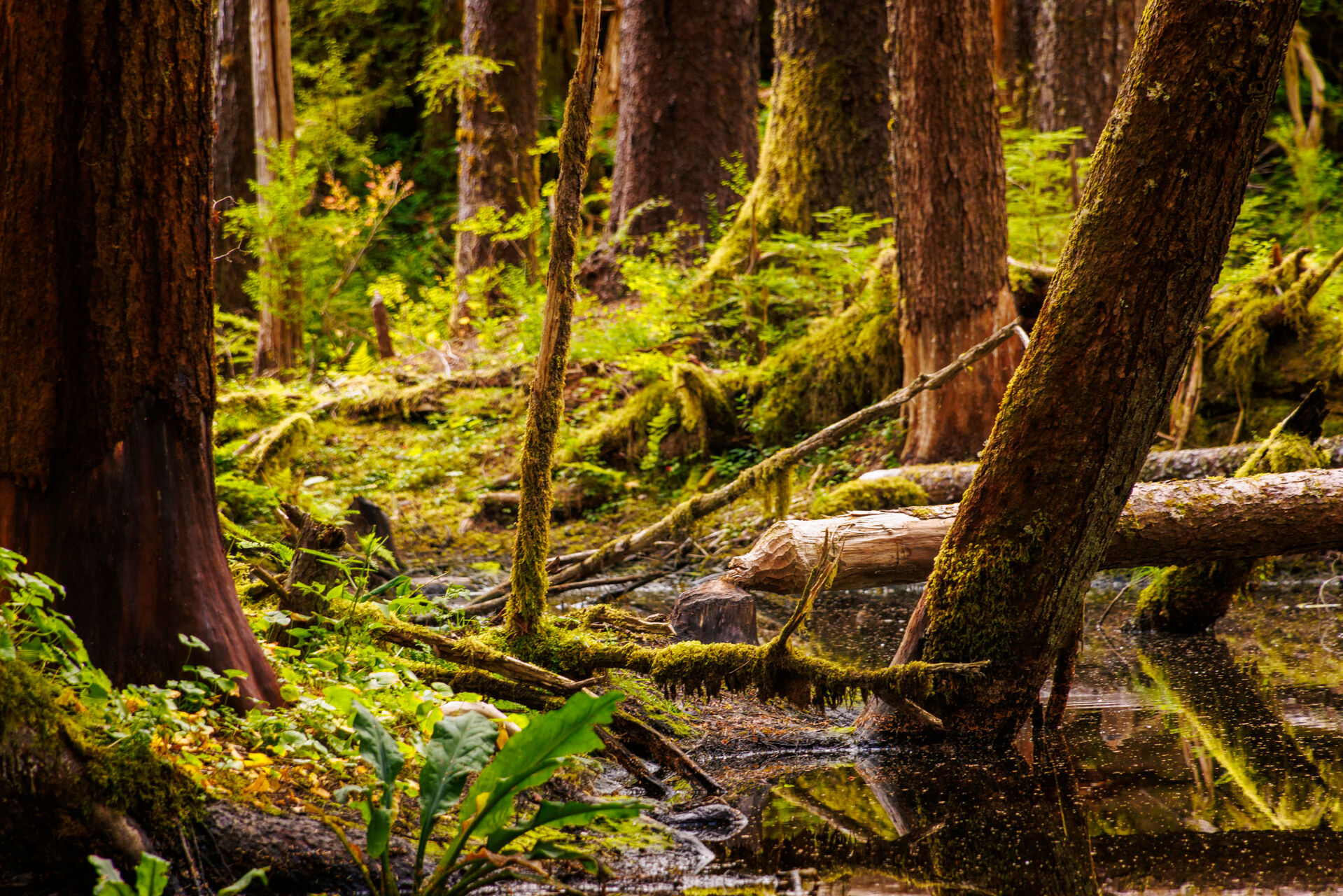 Bushwacking Uncruise