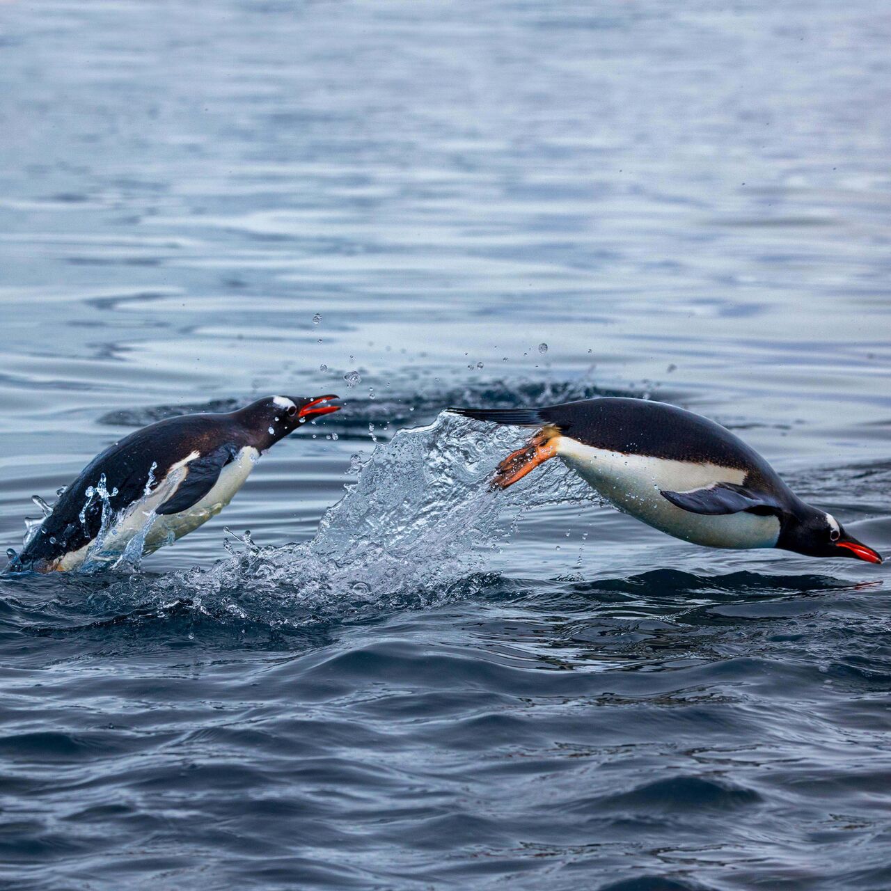 gentoo penguins