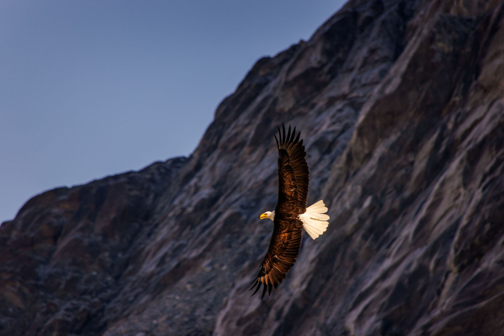 Bald Eagle Uncruise