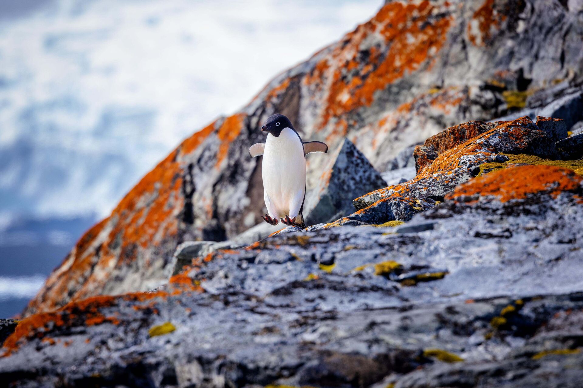 Adélie penguin