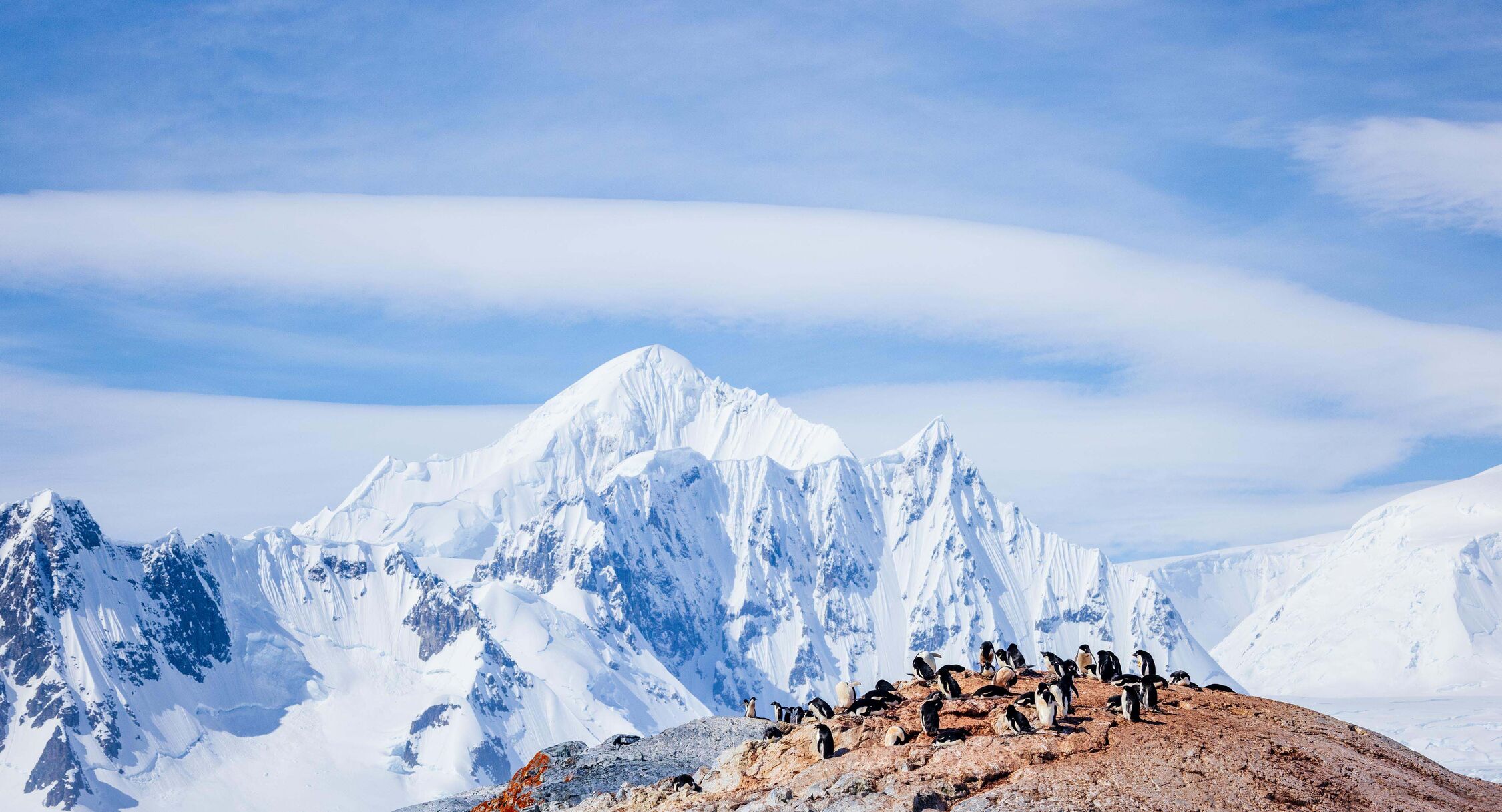Antarctica penguins