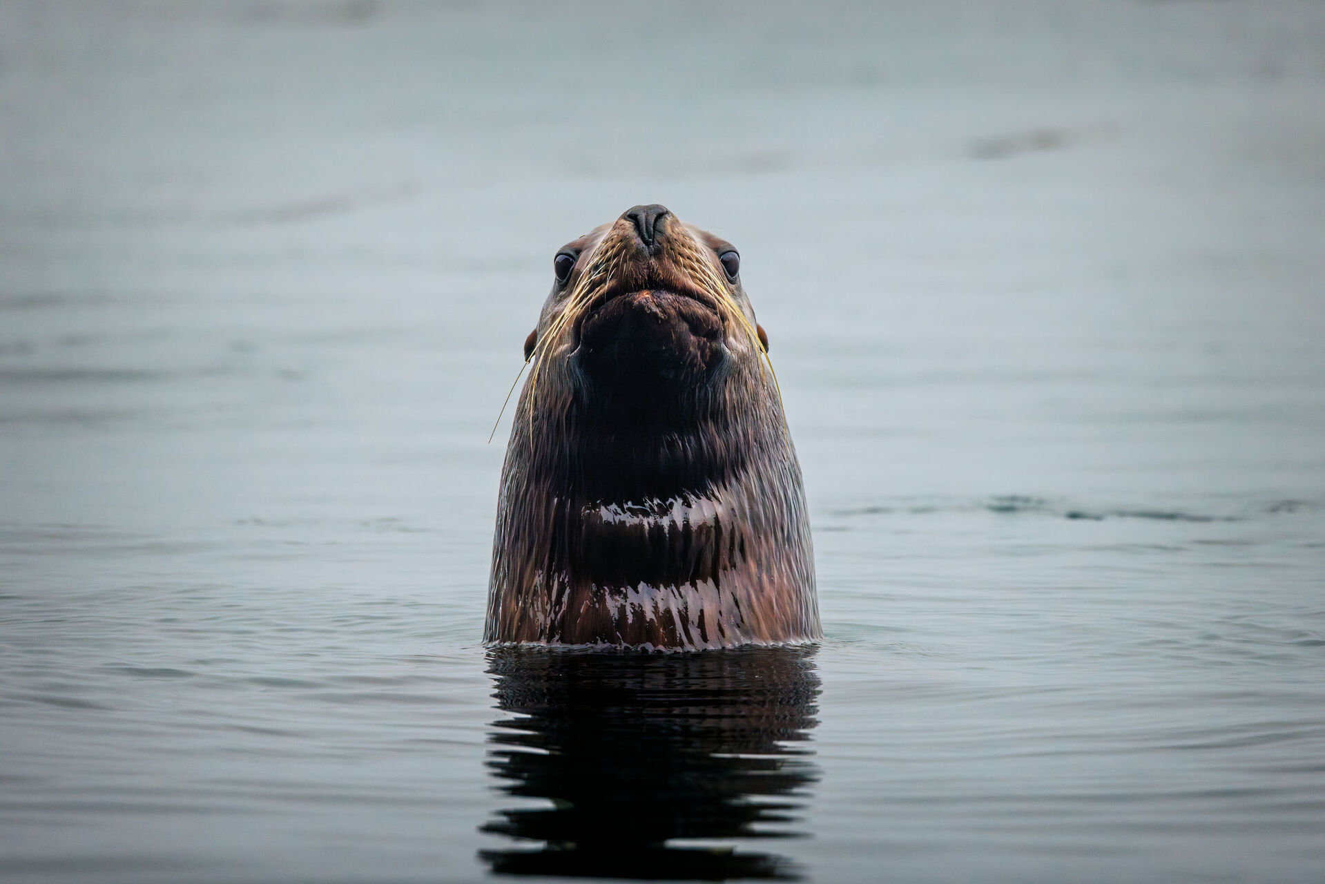Uncruise alaska