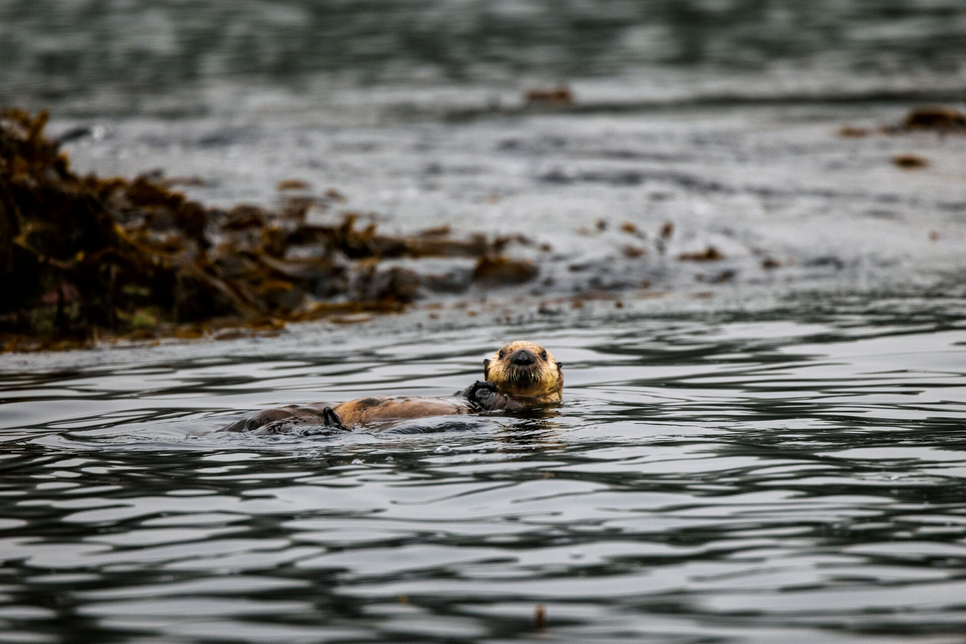 Alaska otter Cruise