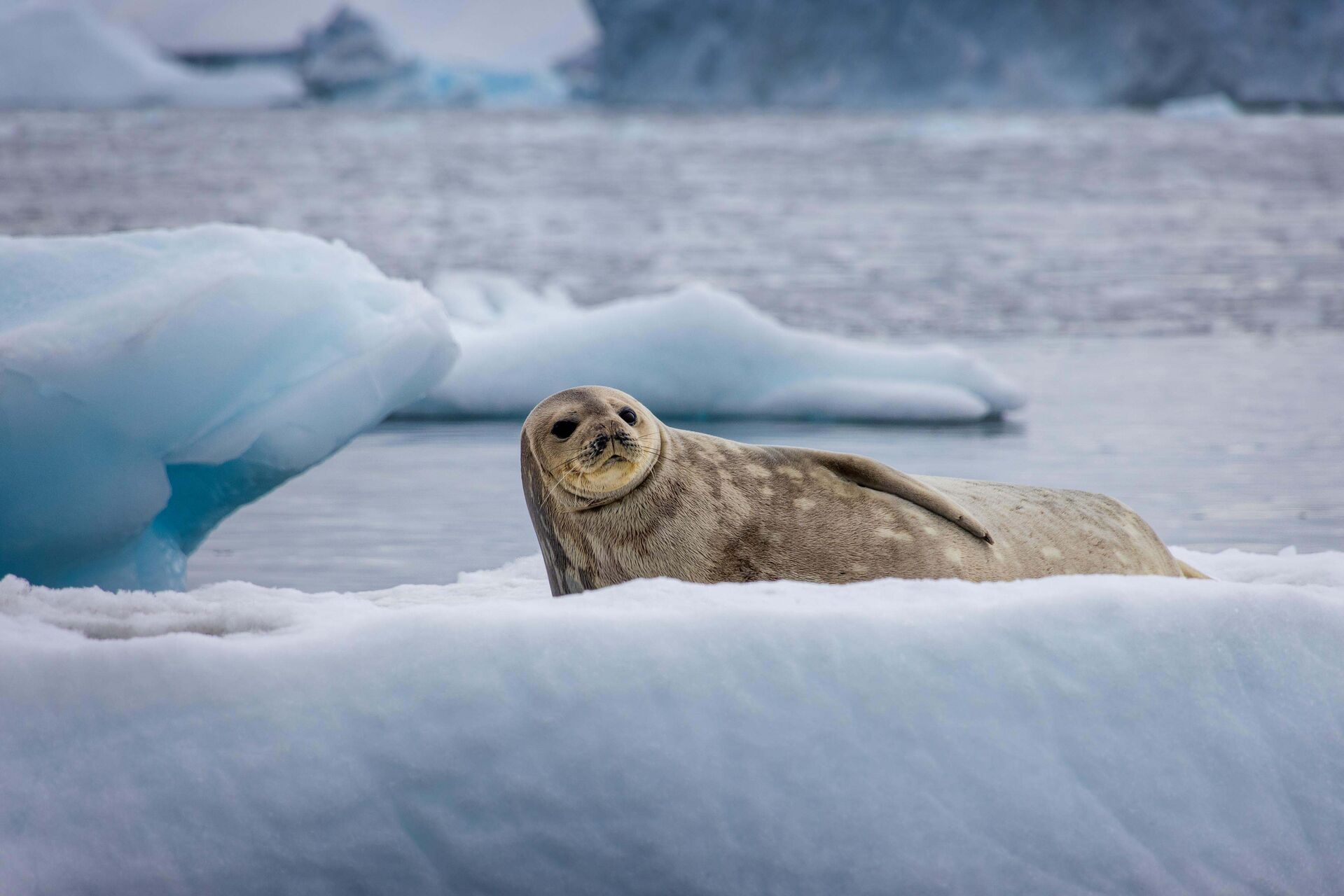 Antarctic fur seal