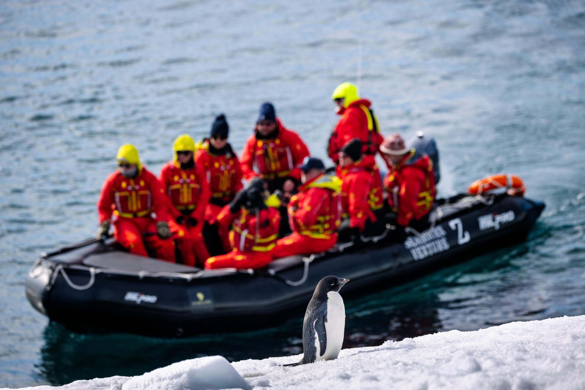 seabourn penguin