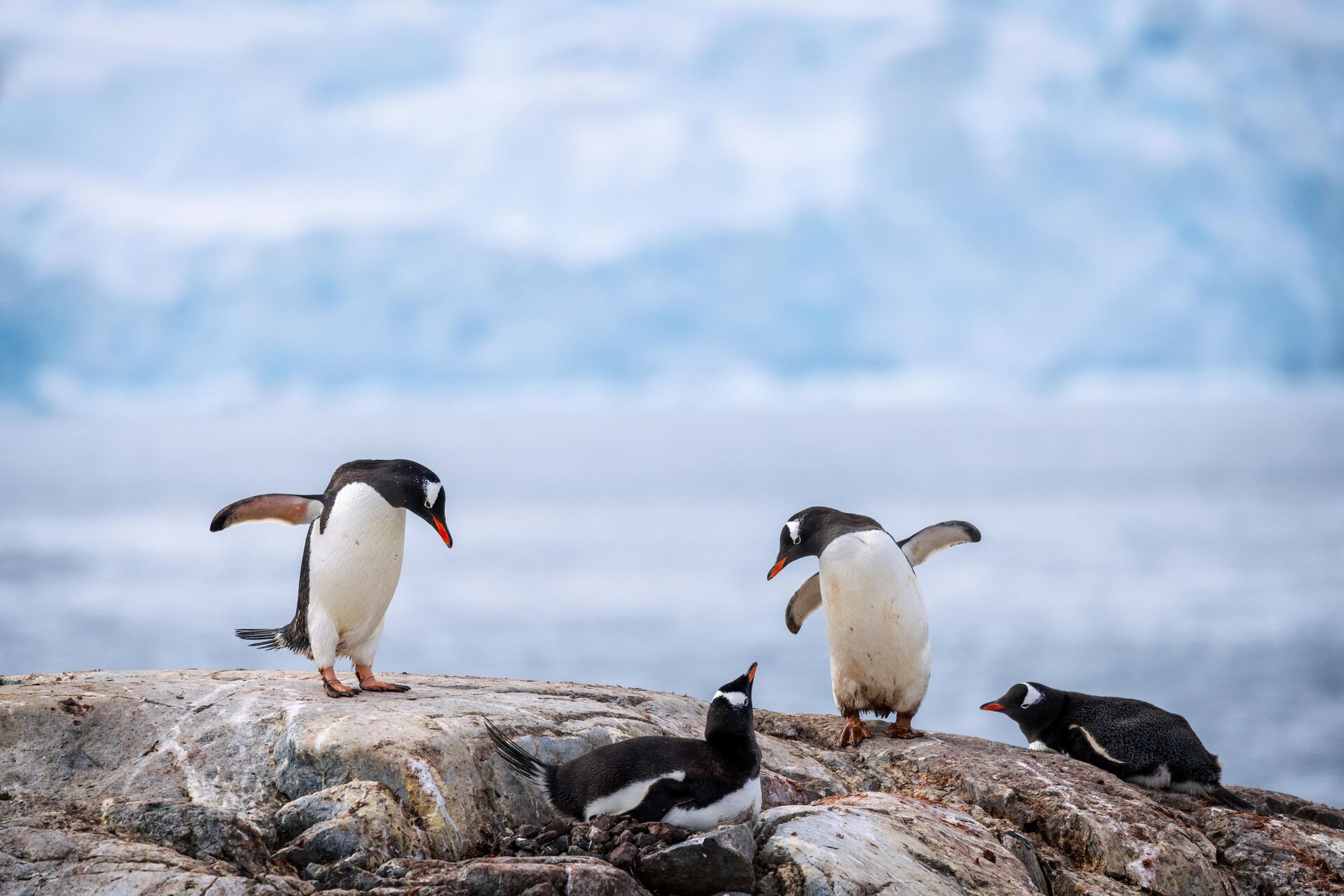 Gentoo Penguins