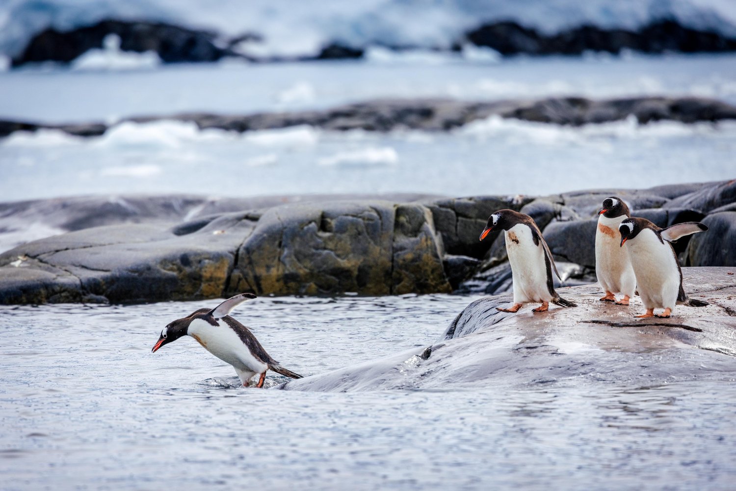 Gentoo Penguins