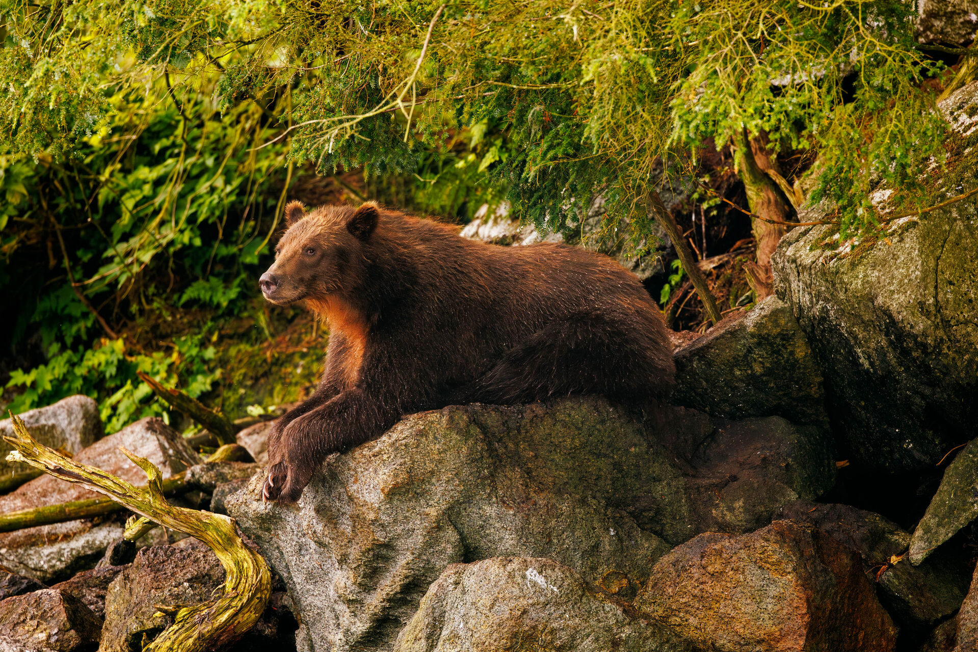 Bear Alaska Fishery