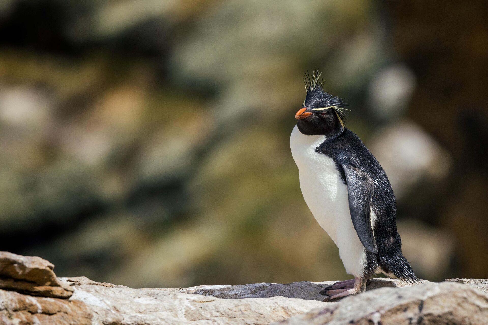 Rockhopper penguins