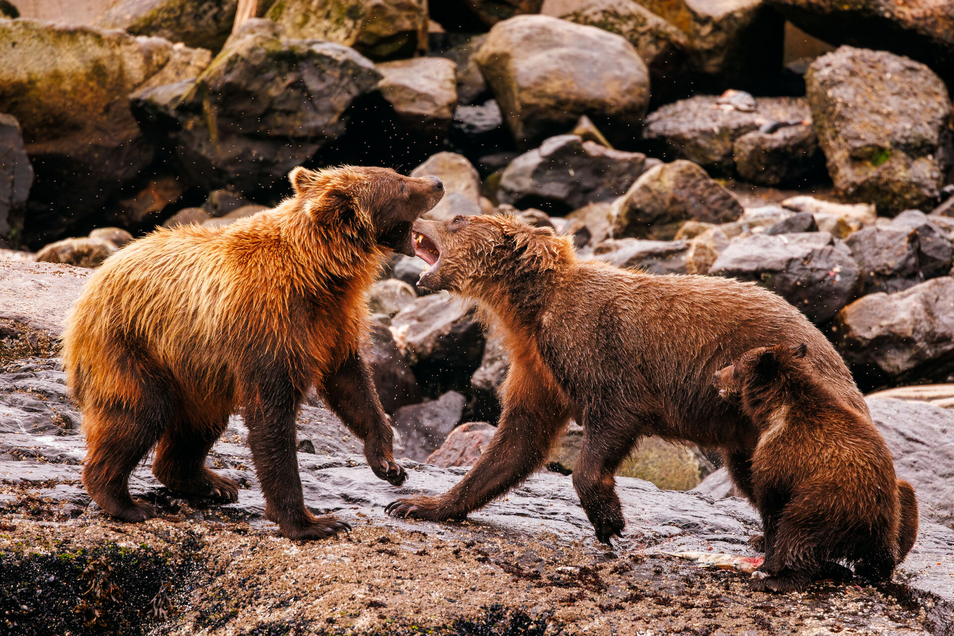 Cruise Bear