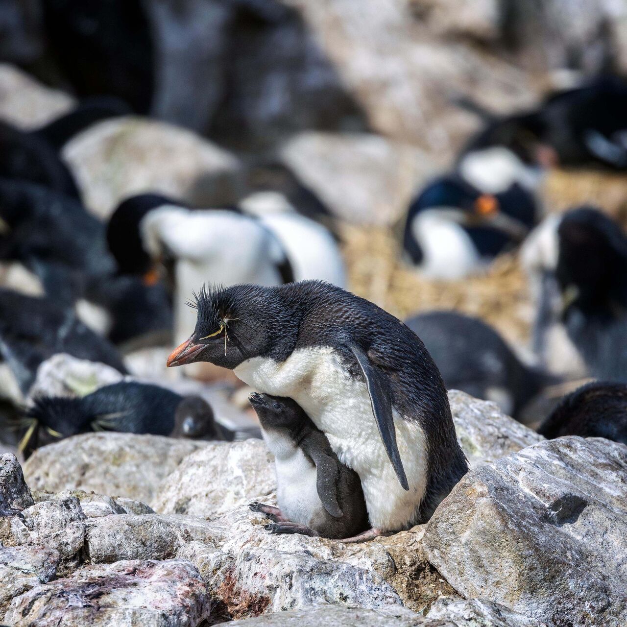 Rockhopper penguins