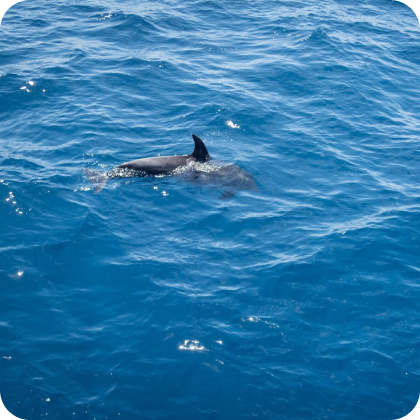 Dolphin Watching