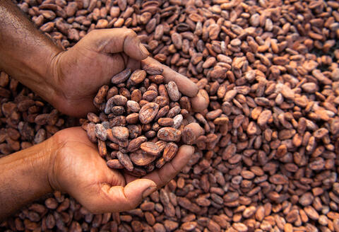 Cacao - Hashim Badani