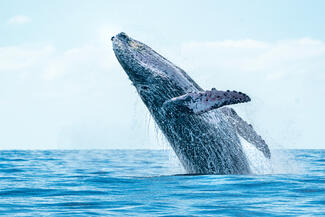 Humpback whale