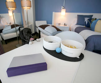 Pet Welcome Dishes in Hotel