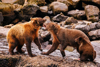 Grizzly