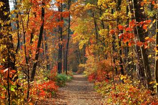 Fall 