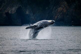 Humpback Whale Breach