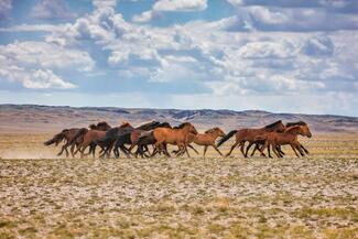 Mongolian Horses