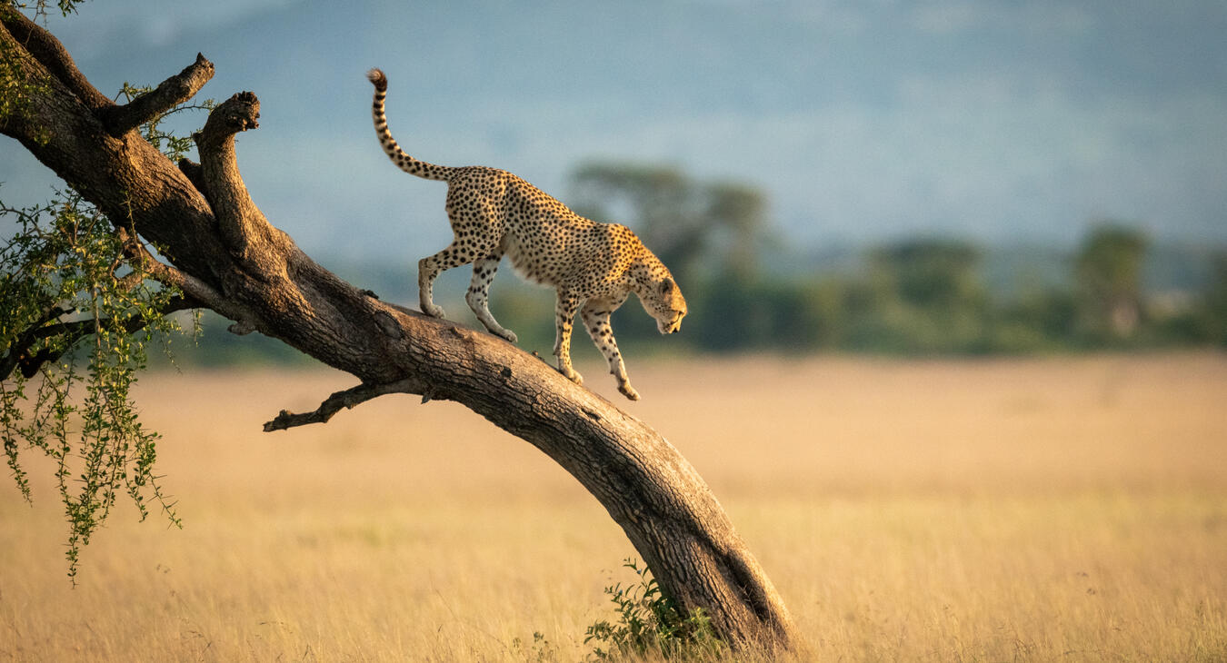 A journey across Africa 