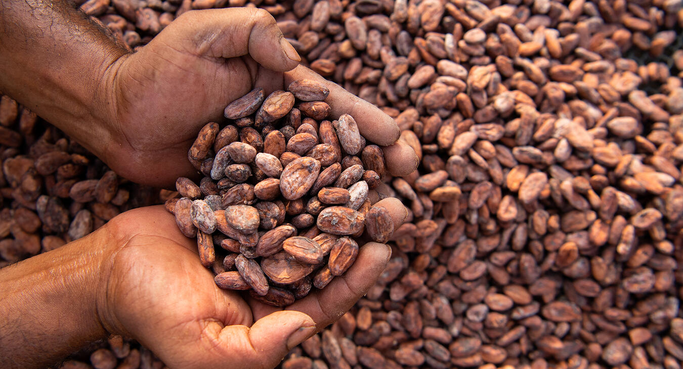 Cacao - Hashim Badani
