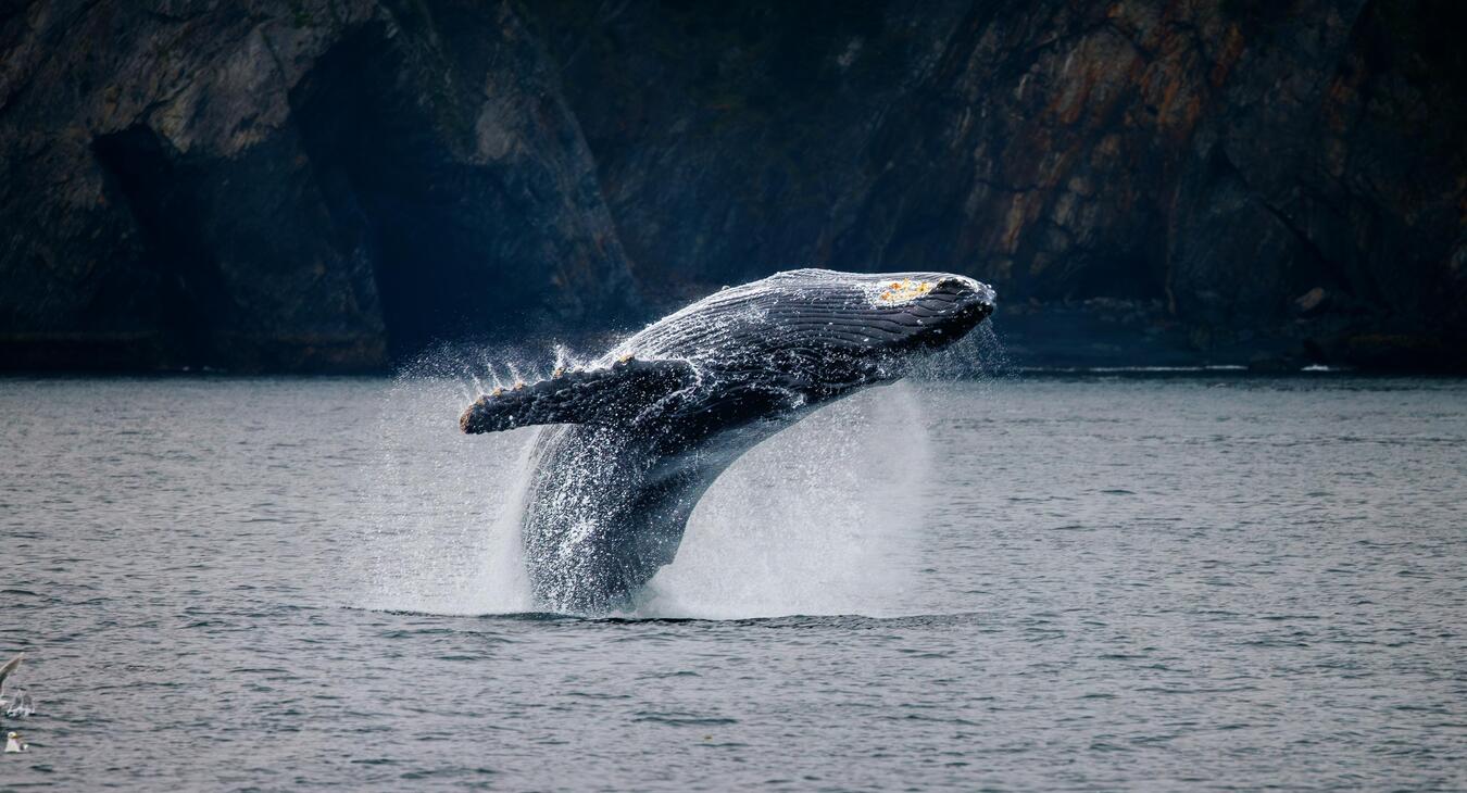 Humpback Whale Breach