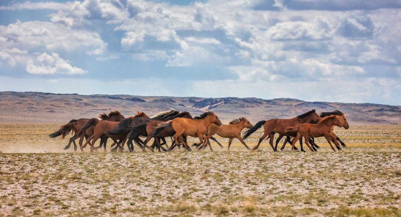 Mongolian Horses